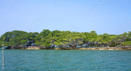 Forest at the beach by Baru in Colombia next to Cartagena © Toniflap