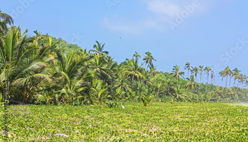 Caribbean beach with tropical forest in Tayrona National Park, Colombia. Tayrona National Park is located in the Caribbean Region in Colombia.