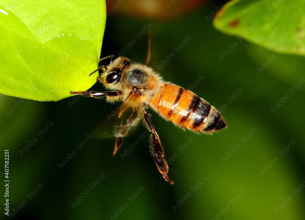Honey bee in flight drinking from a leaf.
Apis. Honey bee in flight drinking from a leaf.
Apis.