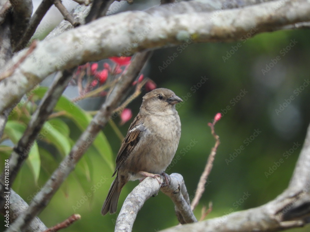 red backed shrike