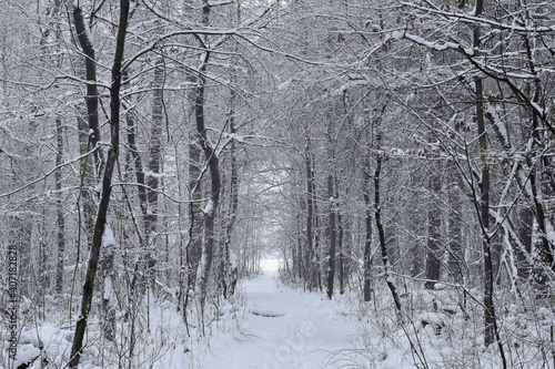 Fototapeta Naklejka Na Ścianę i Meble -  snow covered trees