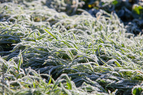 Herbe gelées matinales ensoleillé