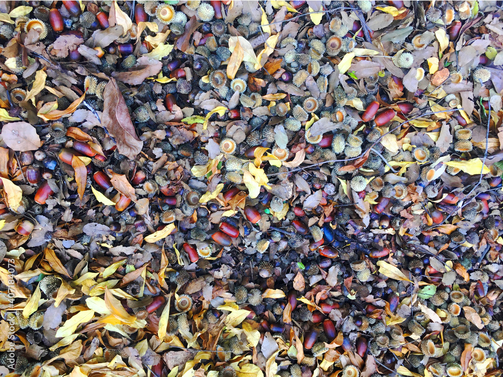 background of rocks and leaves background of rocks and leaves