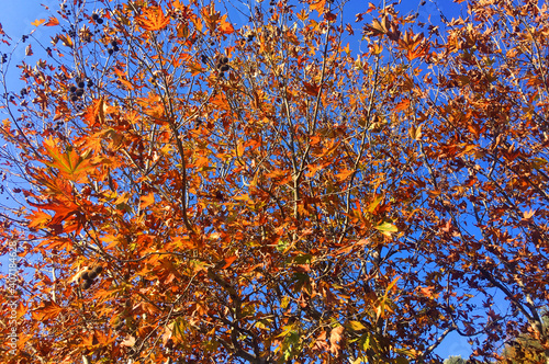 leaves and blue sky background