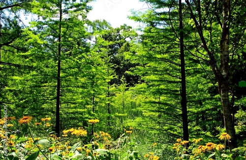 Arboretum Bolestraszyce photo