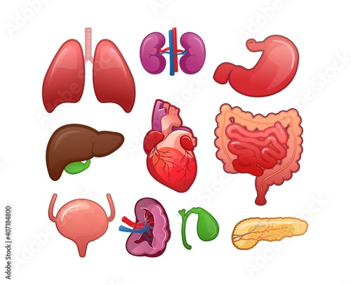 set of icons for human internal organs