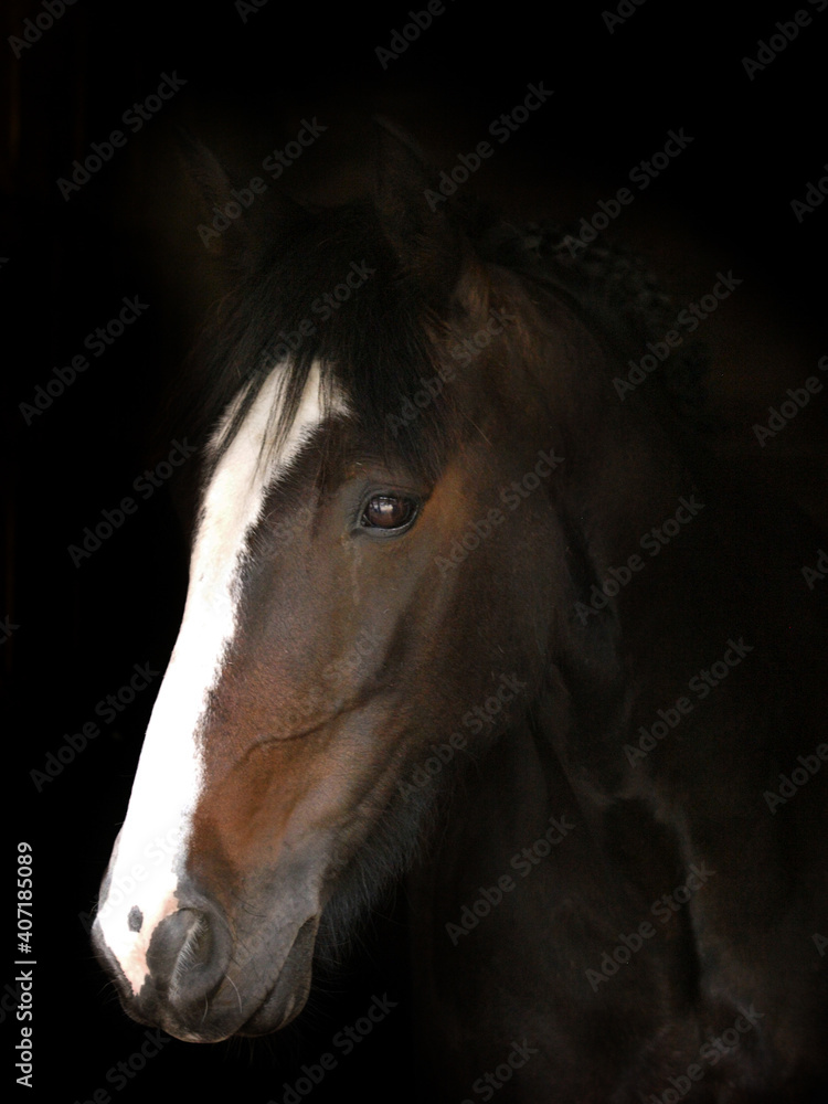 Obraz premium Bay Horse Headshot