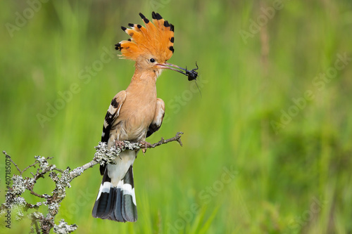 Eurasian hoopoe, upupa epops, holding bug in beak in spring nature. Brown feathered animal sitting on mossed twig. Bird with striped crest looking on bush with copy space. photo