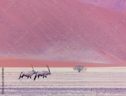 Gemsbok or gemsbuck (Oryx gazella), Namib desert, Namibia, Africa © JUAN CARLOS MUNOZ