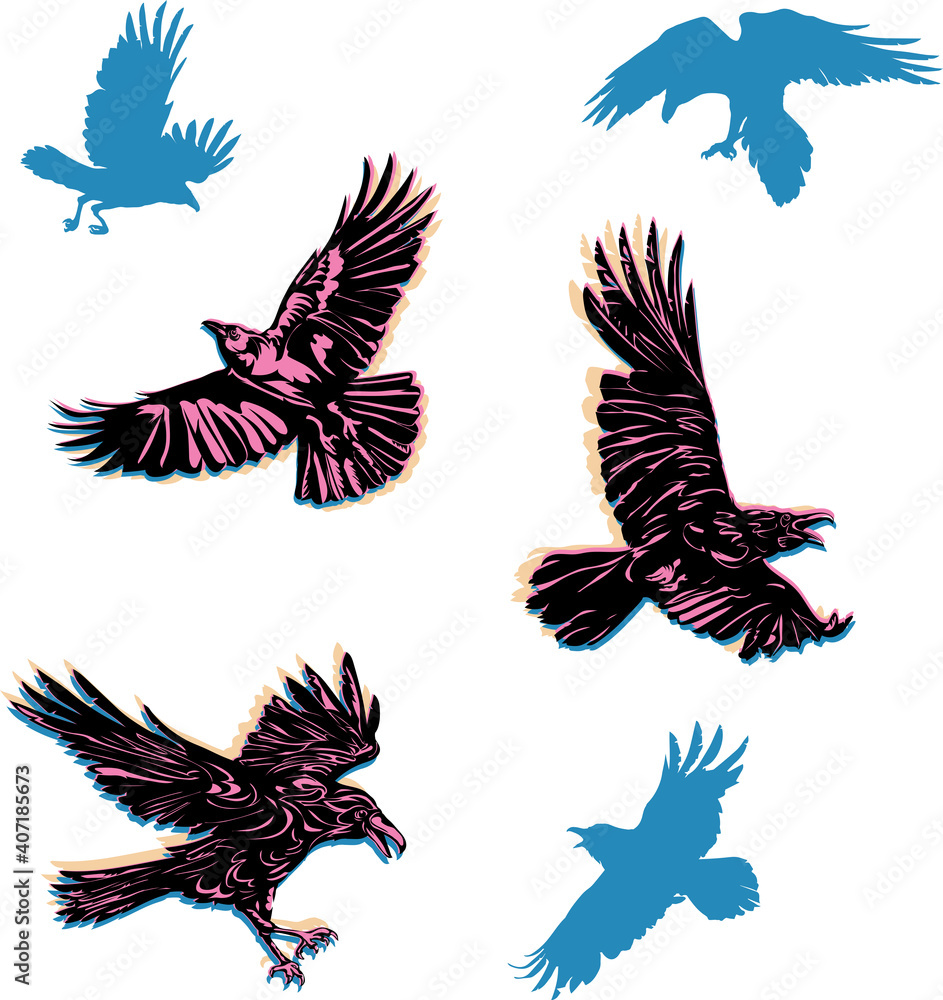 Fototapeta premium crow, raven, flying, vector, silhouette, image, color