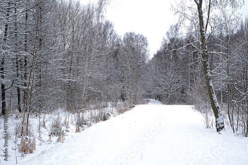 Nice view in cold winter forest with snow and snow-covered trees
