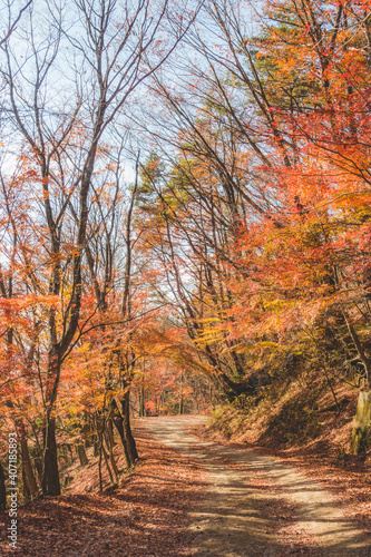山道に咲く綺麗な紅葉の木々 © Kengo/ けんご