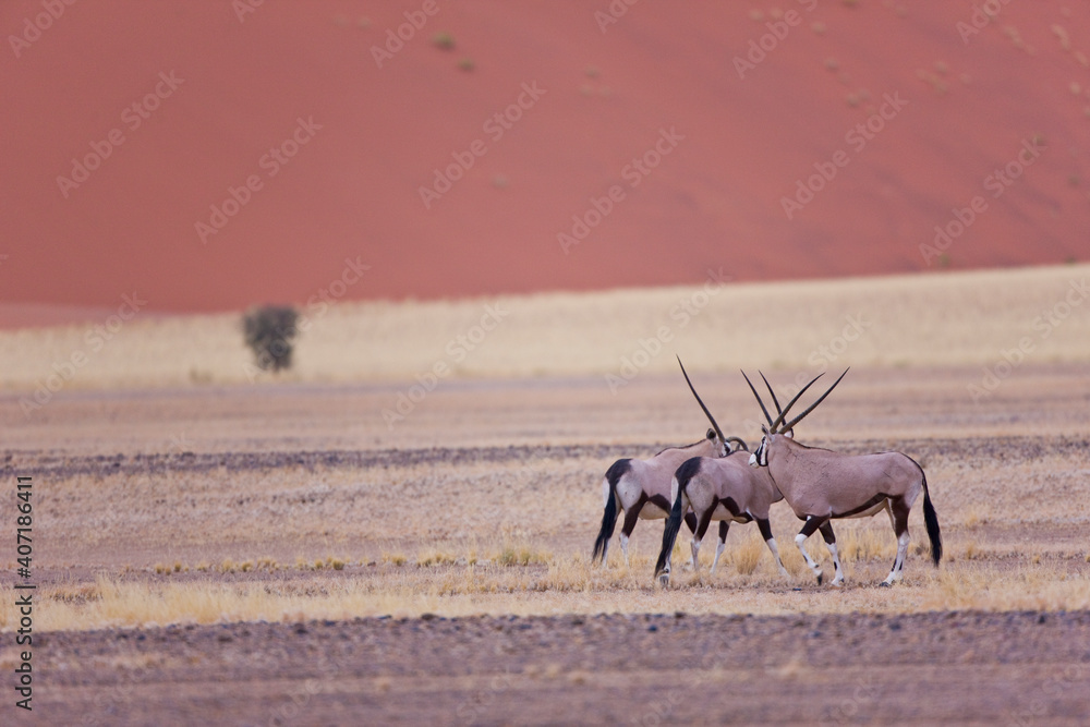 Oryx Desierto Namib Namibia Africa Oryx Desierto Namib Namibia Africa