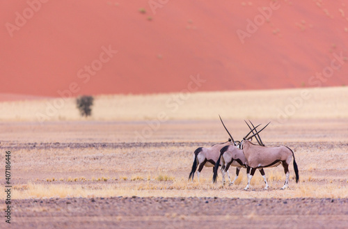 Gemsbok or gemsbuck  Oryx gazella   Namib desert  Namibia   Africa