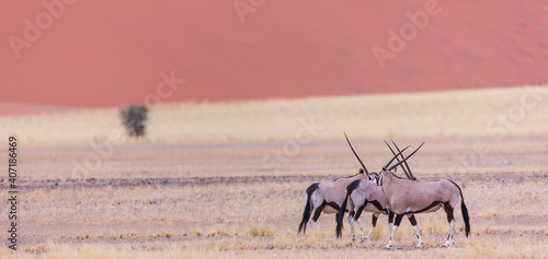 Oryx Desierto Namib Namibia Africa