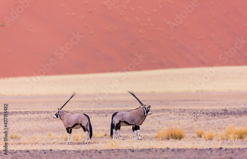 Gemsbok or gemsbuck (Oryx gazella), Namib desert, Namibia, Africa