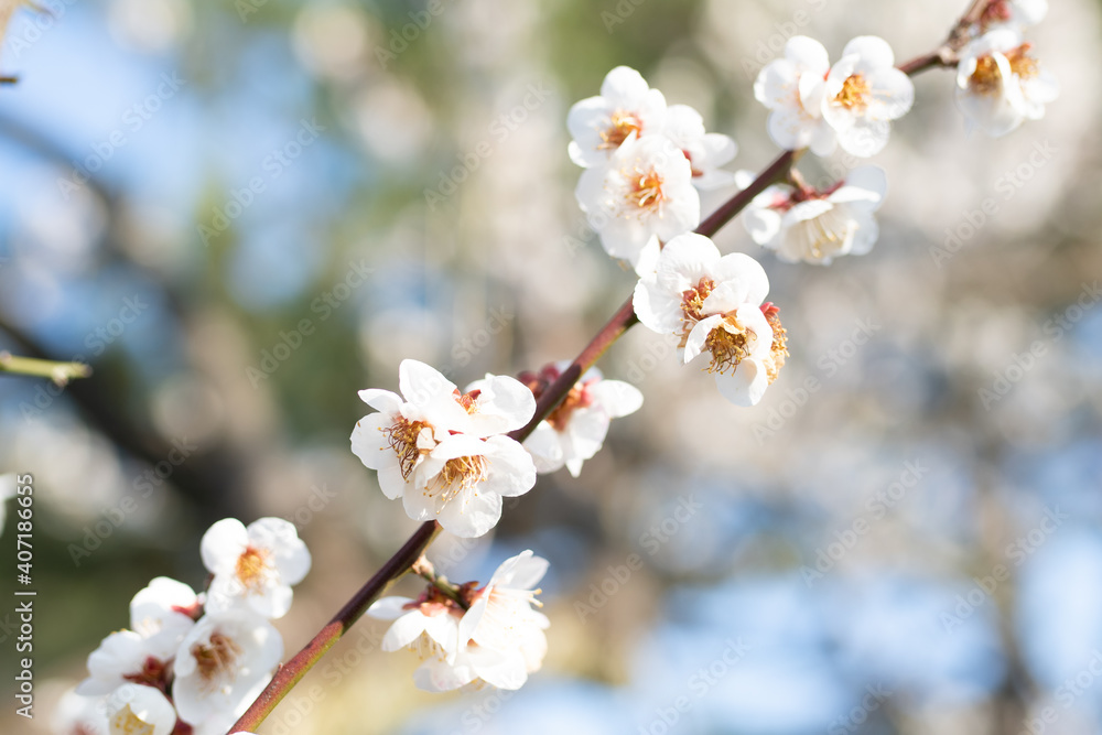 Obraz premium 日本の白い桜