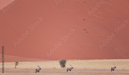 Oryx Desierto Namib Namibia Africa