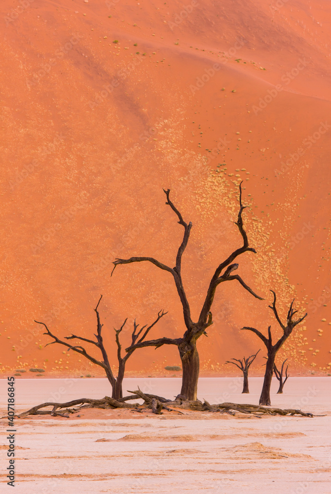 Deadvlei, Sossus Vlei, Desierto Namib, Namibia, Africa Deadvlei, Sossus Vlei, Desierto Namib, Namibia, Africa