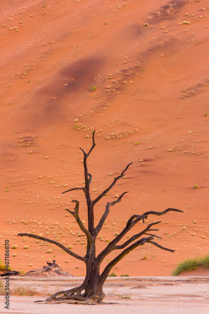 Deadvlei, Sossus Vlei, Desierto Namib, Namibia, Africa Deadvlei, Sossus Vlei, Desierto Namib, Namibia, Africa