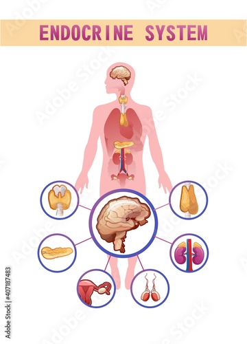 human endocrine system vector illustration