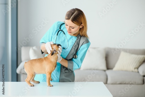 Fototapeta Naklejka Na Ścianę i Meble -  cheerful young veterinary taking care and examining a beautiful pet dog french bulldog