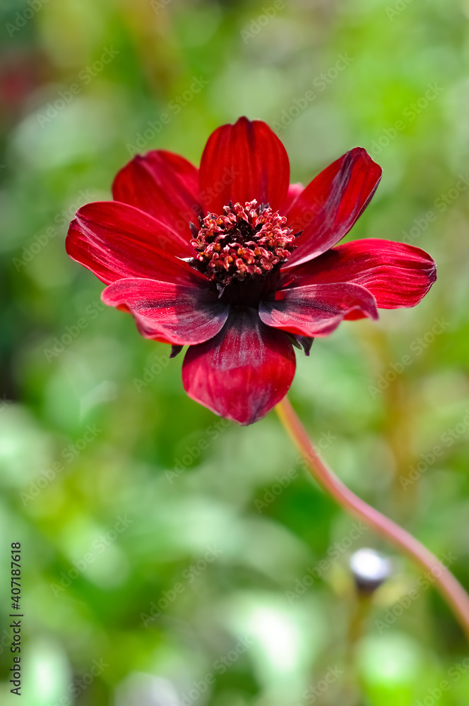 Obraz premium Schokoladen-Kosmee Cosmos atrosanguineus Blume Blüte rot Vanille Duft Blütenblätter Staubgefäße Stengel Garten beliebt Farbe intensiv Korbblütler Asteraceae Zartbitter Schönheit Zierpflanze Botanik 