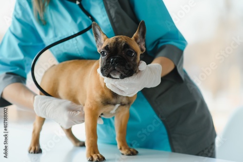 Fototapeta Naklejka Na Ścianę i Meble -  The veterinarian listens to the dog with a stethoscope.