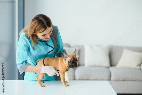 The veterinarian listens to the dog with a stethoscope.