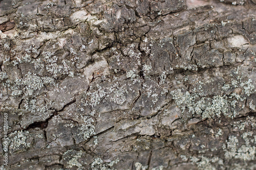 dry tree bark as a natural background and place for text