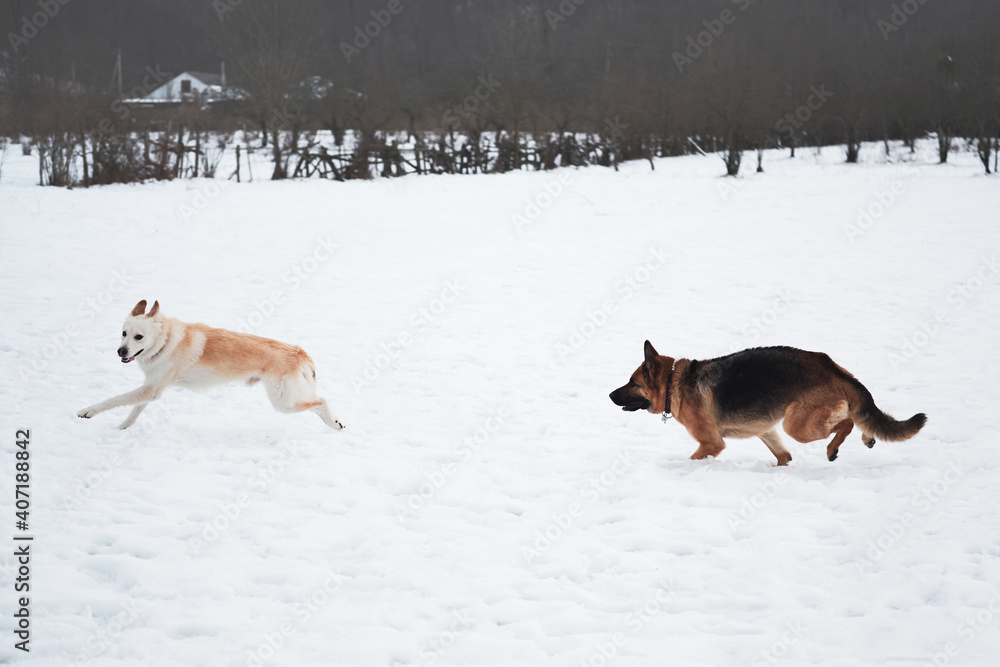 Naklejka premium Active games with two friendly dogs in fresh air. German Shepherd black and red and white half breed shepherd run on snowy field in winter and play catch up.