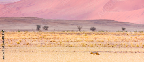 CHACAL, Desierto Namib Namibia Africa