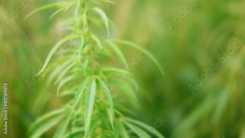 Young stems of wild hemp sway in the wind in the field