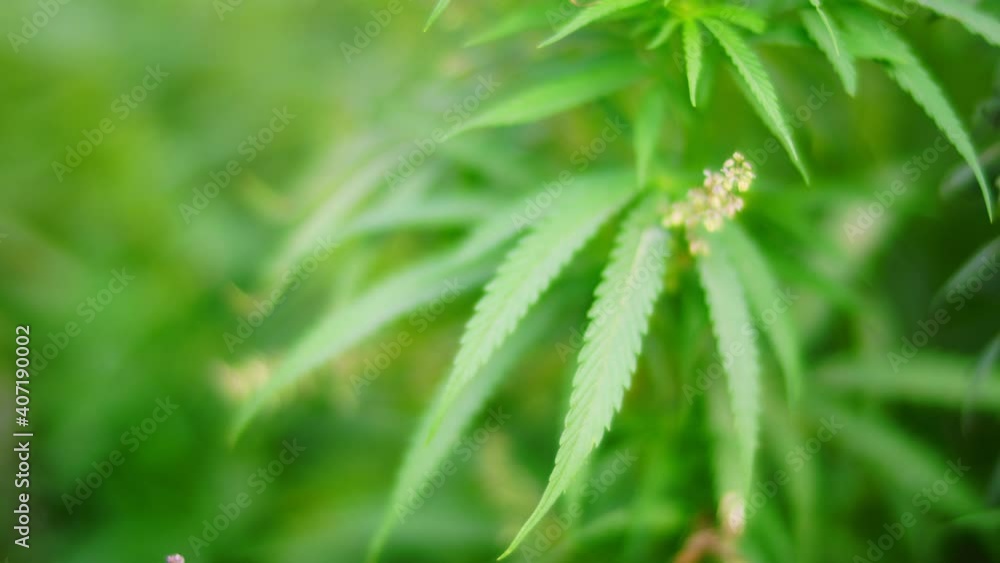 Blooming hemp sways in the wind in the field. Blooming hemp sways in the wind in the field.