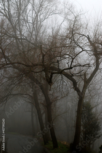 Fog in a winter day