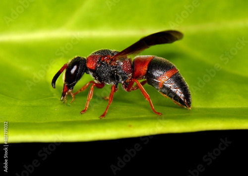 A macro of a Red and black mason wasp standing on a green leaf. Pachodynerus erynnis.