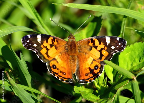 An orange and black Plain tiger butterfly against a green grass background. Danaus chrysippus