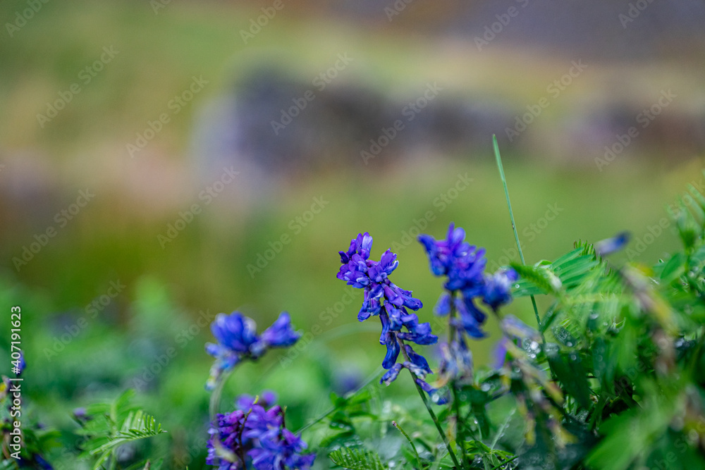Blue purple flower in wilderness of north Norway Blue purple flower in wilderness of north Norway