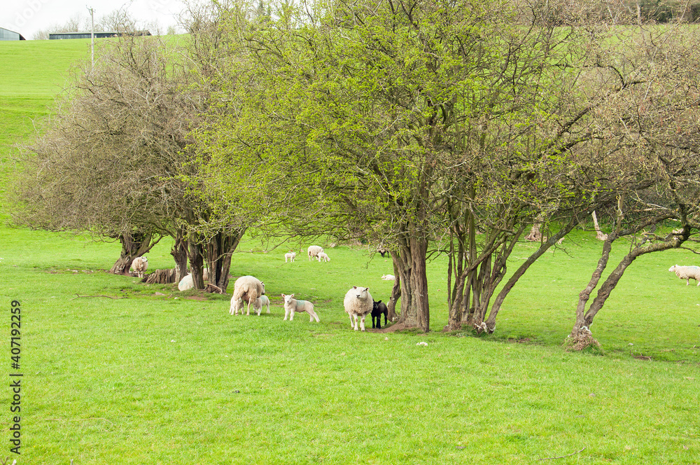 Fototapeta premium Sheep and lambs in a summertime field