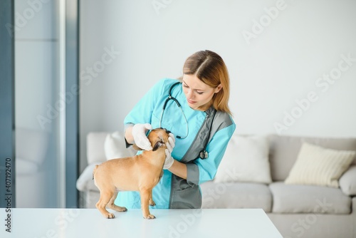 Fototapeta Naklejka Na Ścianę i Meble -  Portrait of confident female veterinarian examining dog in hospital