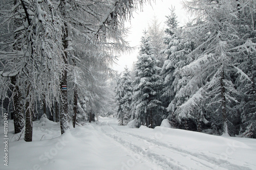 Fototapeta Naklejka Na Ścianę i Meble -  Winter forest in the snow near Gaiki peak, Little Beskids, Poland