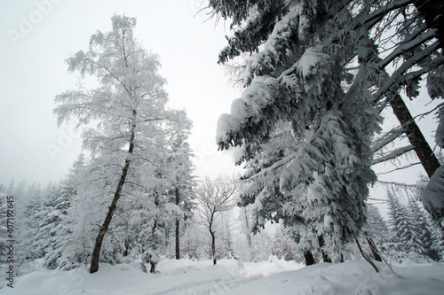 Fototapeta Naklejka Na Ścianę i Meble -  Winter forest in the snow near Gaiki peak, Little Beskids, Poland