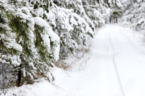 Snow-covered pine tree branch covered with snow cap snowdrift at winter frosty day selective focus over out of focus winter snowy road with copyspace.