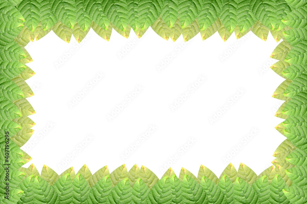 fresh green leaves on white background