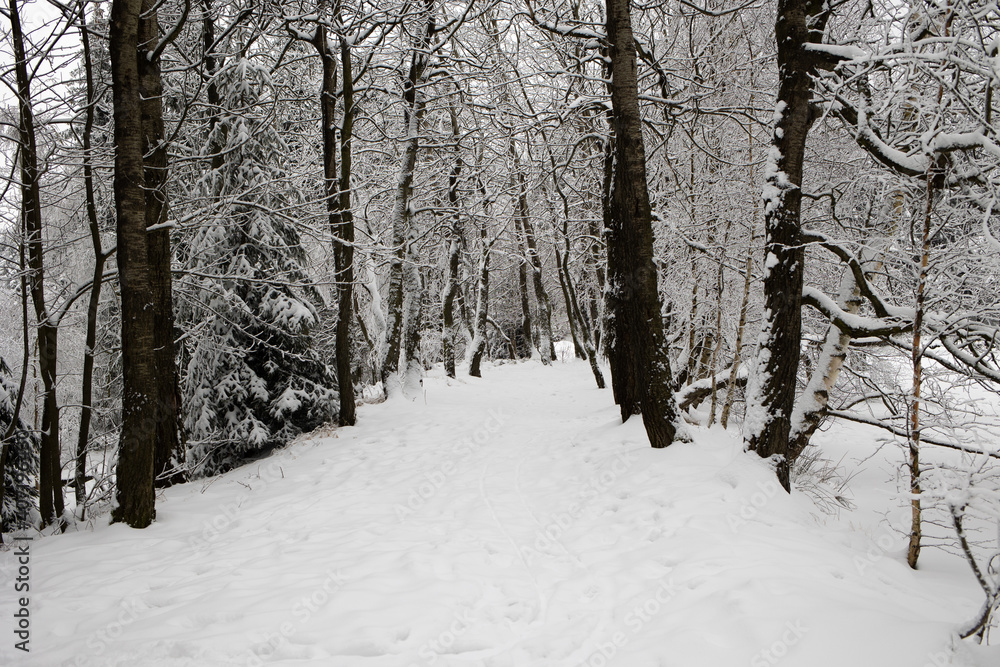 Winterlandschaft mit verschneiter Baumallee Winterlandschaft mit verschneiter Baumallee