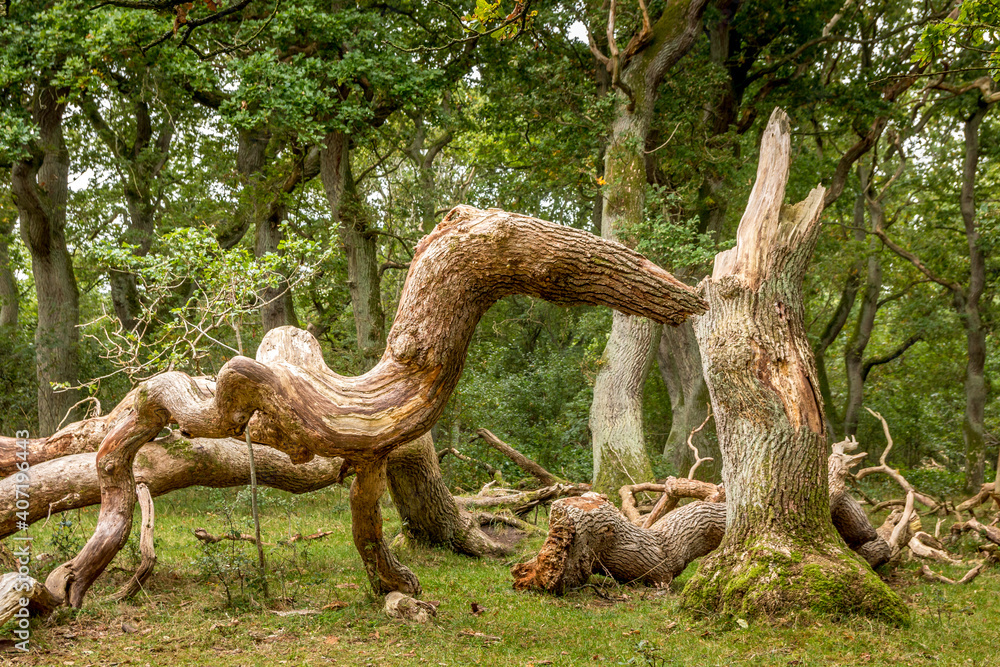 Oak trees that look like something from a fairy tale, twisted oak trunks with a nice green background, sun touches in several places in the picture, Mystery and exciting atmosphere Oak trees that look like something from a fairy tale, twisted oak trunks with a nice green background, sun touches in several places in the picture, Mystery and exciting atmosphere