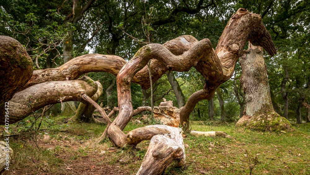Oak trees that look like something from a fairy tale, twisted oak trunks with a nice green background, sun touches in several places in the picture, Mystery and exciting atmosphere Oak trees that look like something from a fairy tale, twisted oak trunks with a nice green background, sun touches in several places in the picture, Mystery and exciting atmosphere