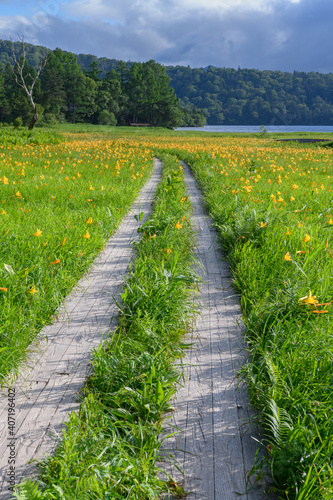 ニッコウキスゲの咲く大江湿原