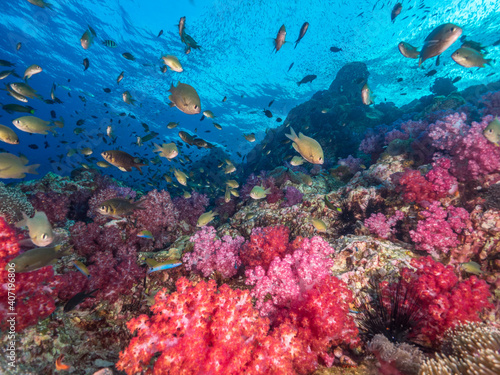 Fototapeta Naklejka Na Ścianę i Meble -  Colorful soft coral and schooling Damselfish (Mergui archipelago, Myanmar)