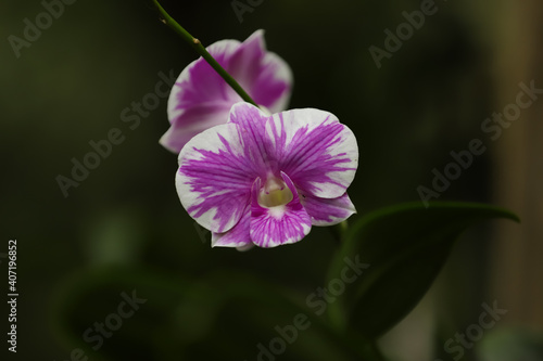 close up of a pink orchid flower